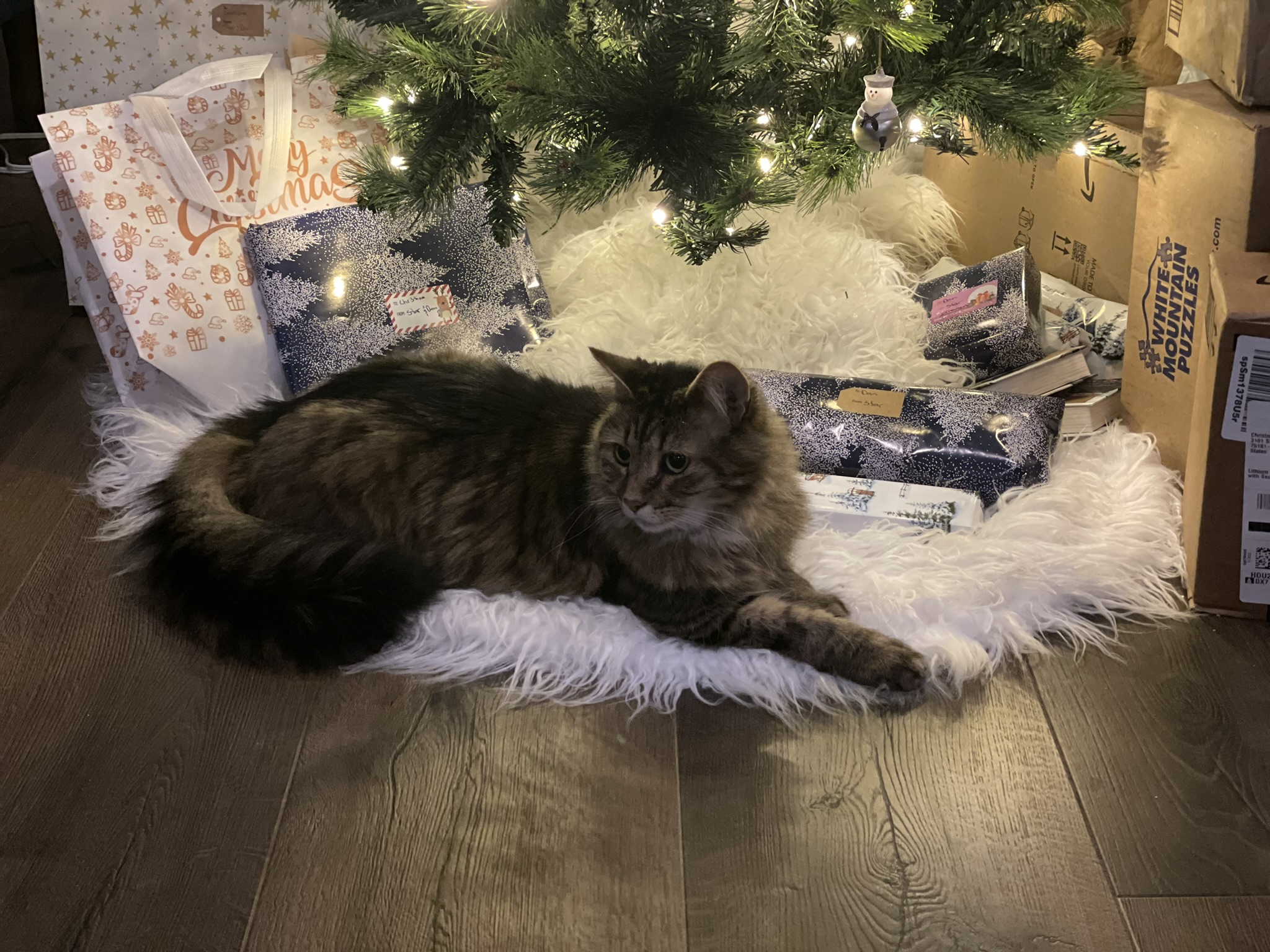 Nova the Christmas Cat (Photos)